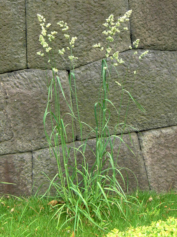 �J���K���i�����A�w��: Dactylis glomerata�j